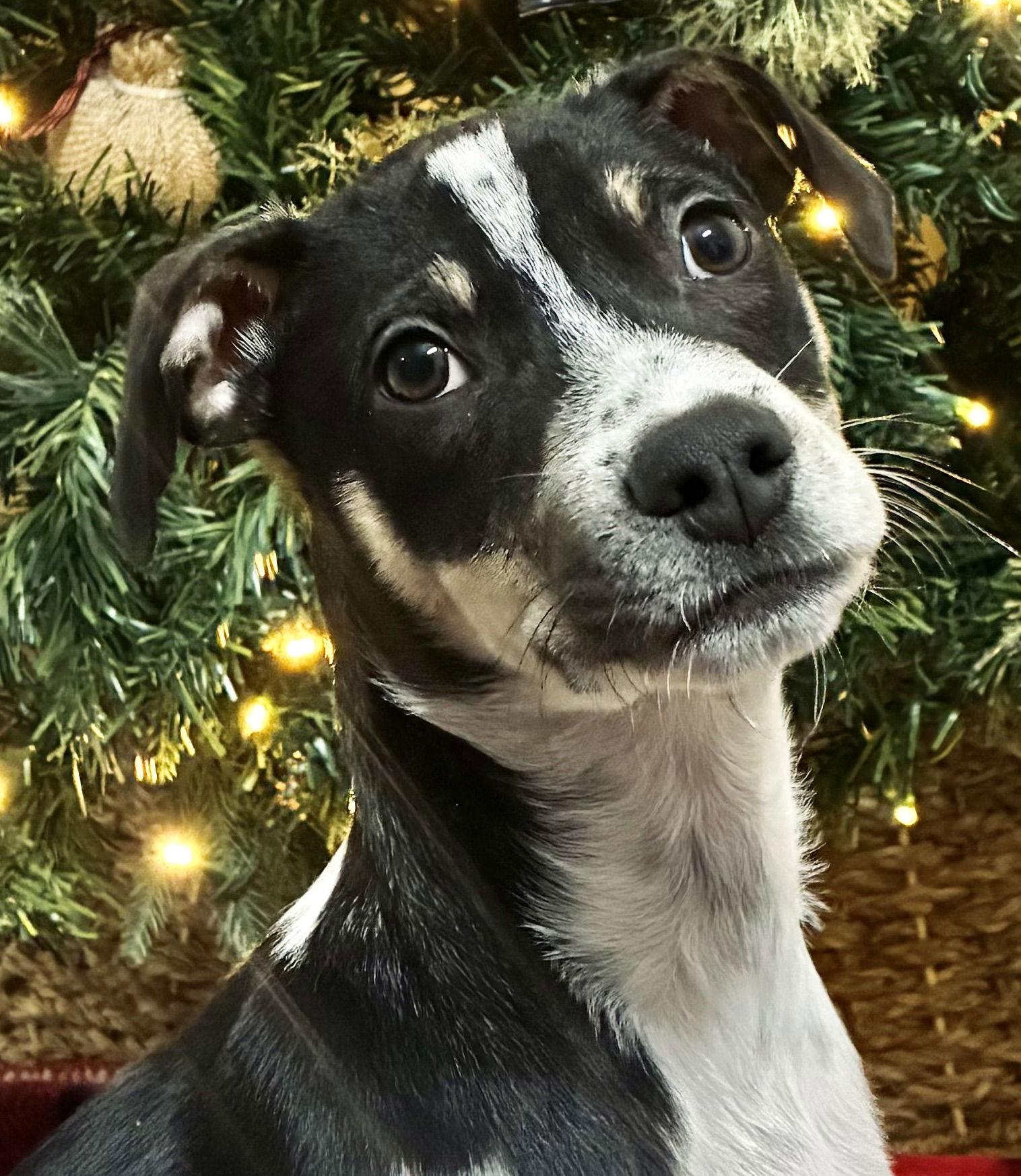 Loki, Adoptable, Puppy Male Labrador Retriever & Pointer.