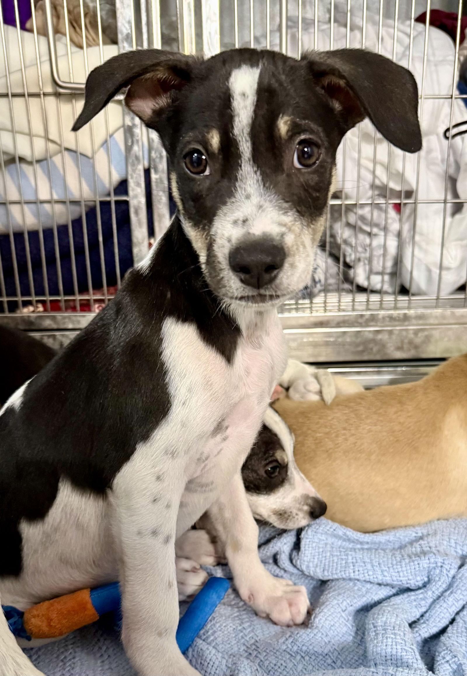 Enlarge Loki, an adoptable Labrador Retriever in Lake Hopatcong, NJ image 3/3