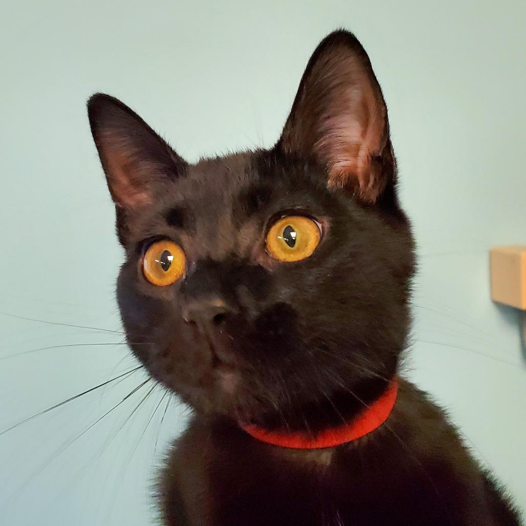 Enlarge Dirty Dan, a Adoptable Domestic Short Hair in PITTSBURGH, PA image 1/2