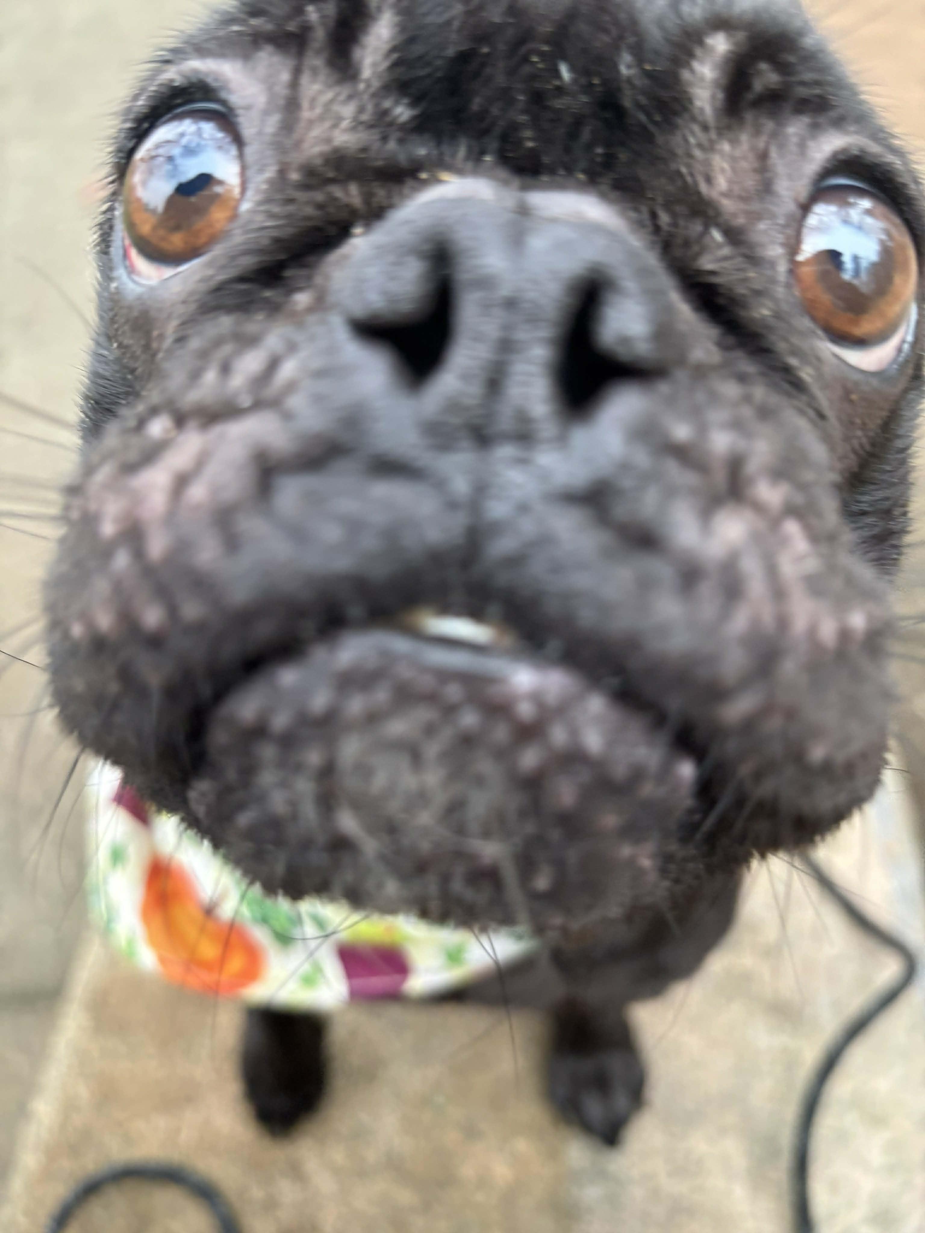 Enlarge Raven, a ADOPTABLE French Bulldog in Tacoma, WA image 3/4