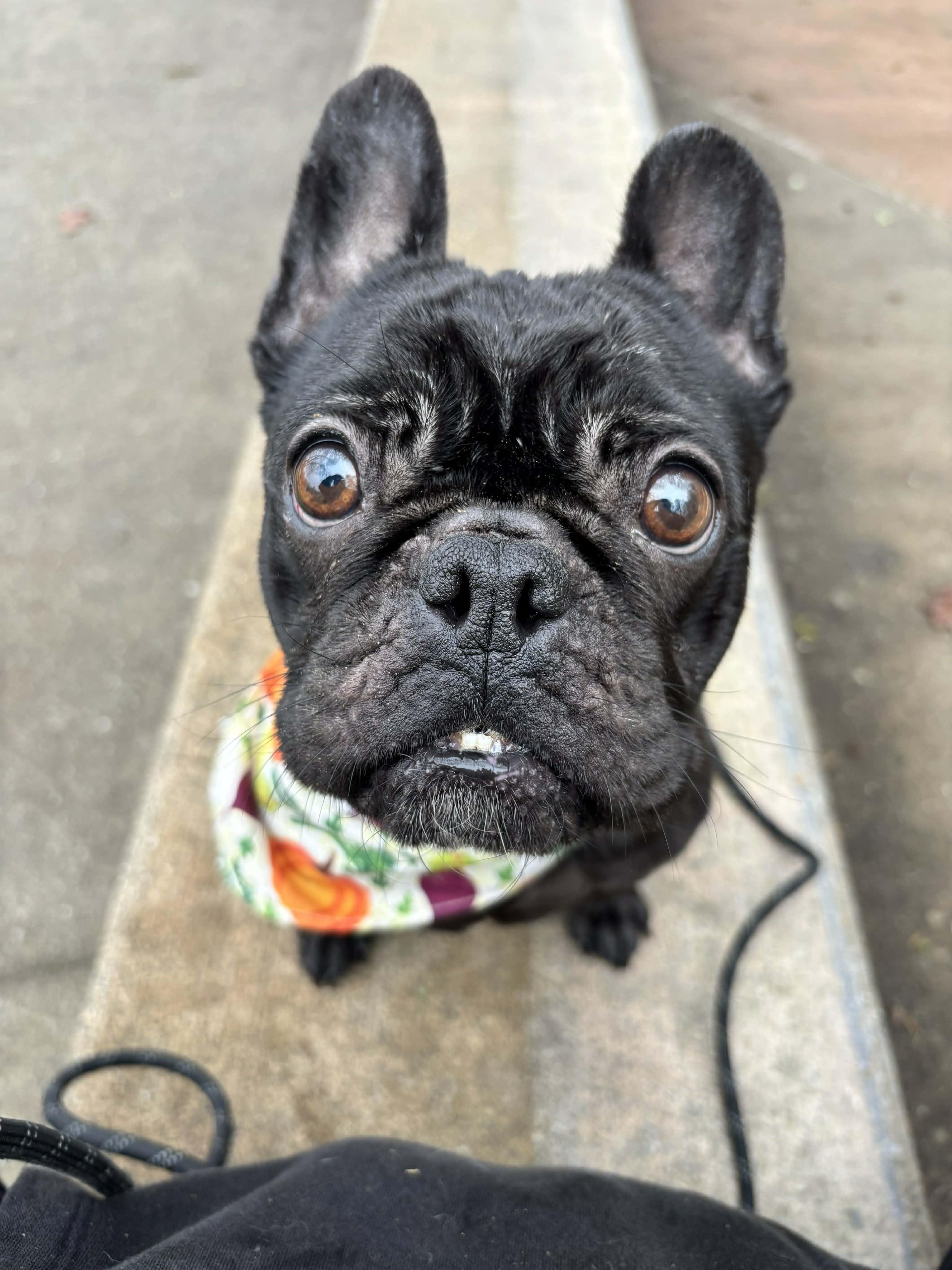 Raven, ADOPTABLE, Young Female French Bulldog.