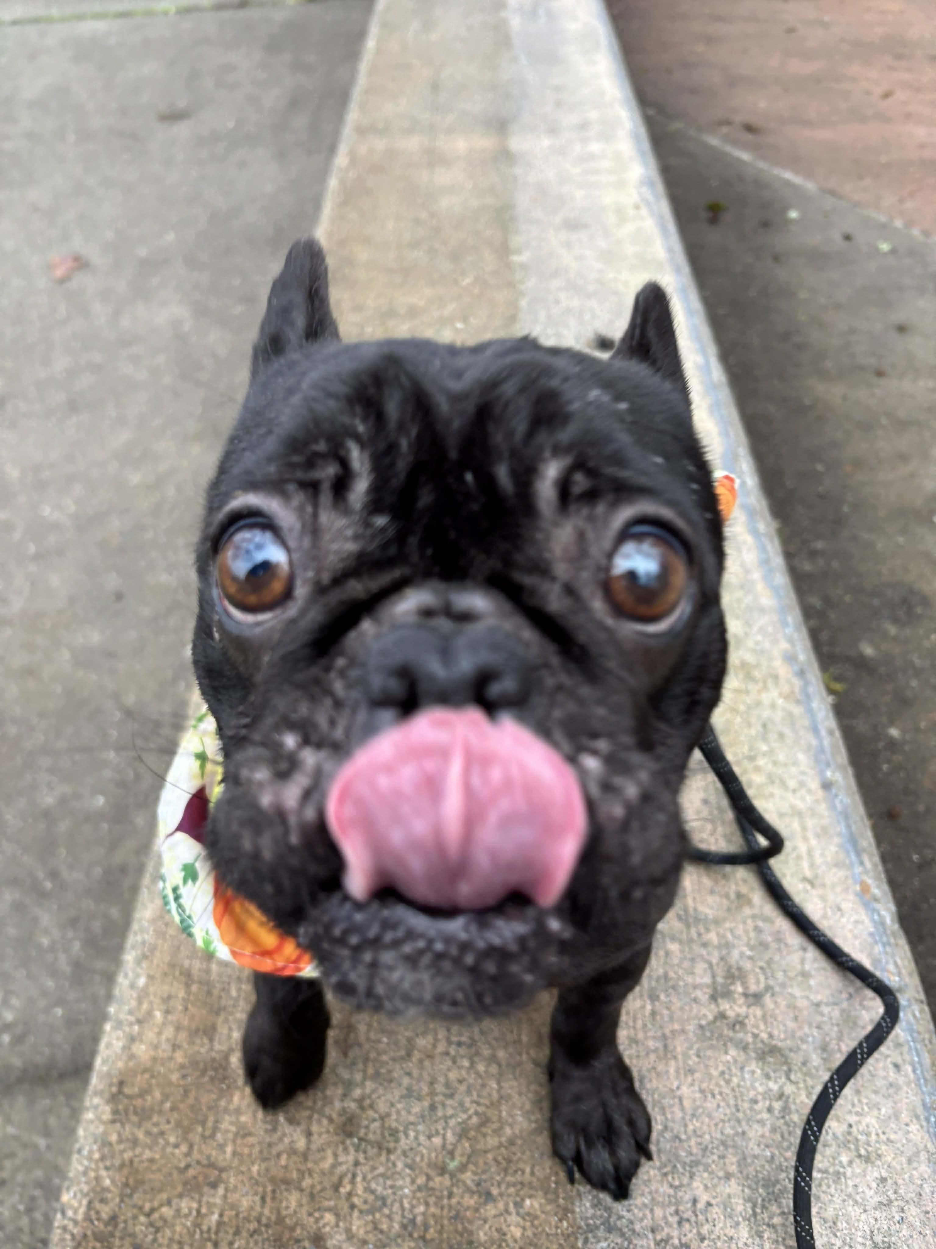 Enlarge Raven, a ADOPTABLE French Bulldog in Tacoma, WA image 2/4