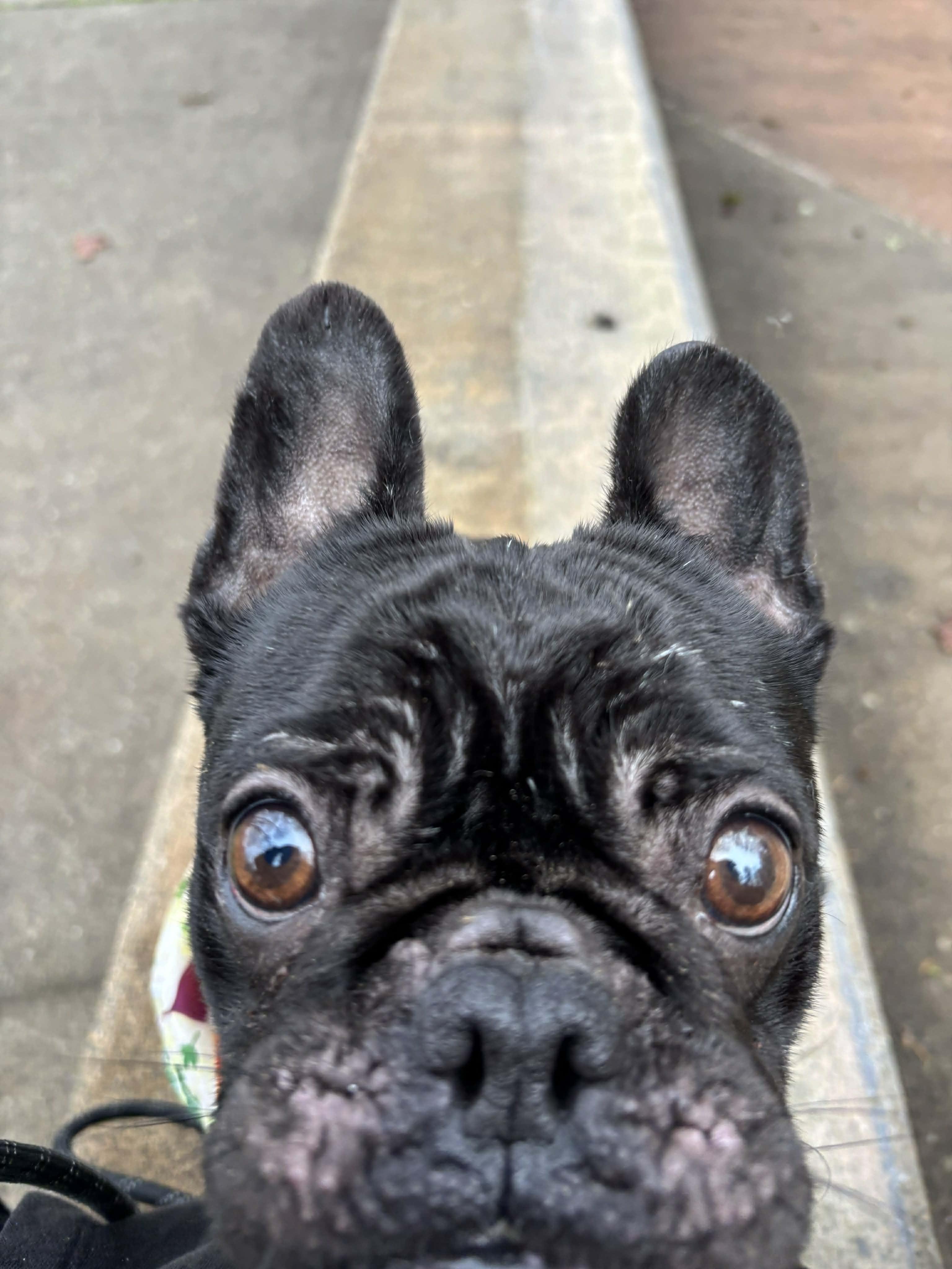 Enlarge Raven, a ADOPTABLE French Bulldog in Tacoma, WA image 4/4