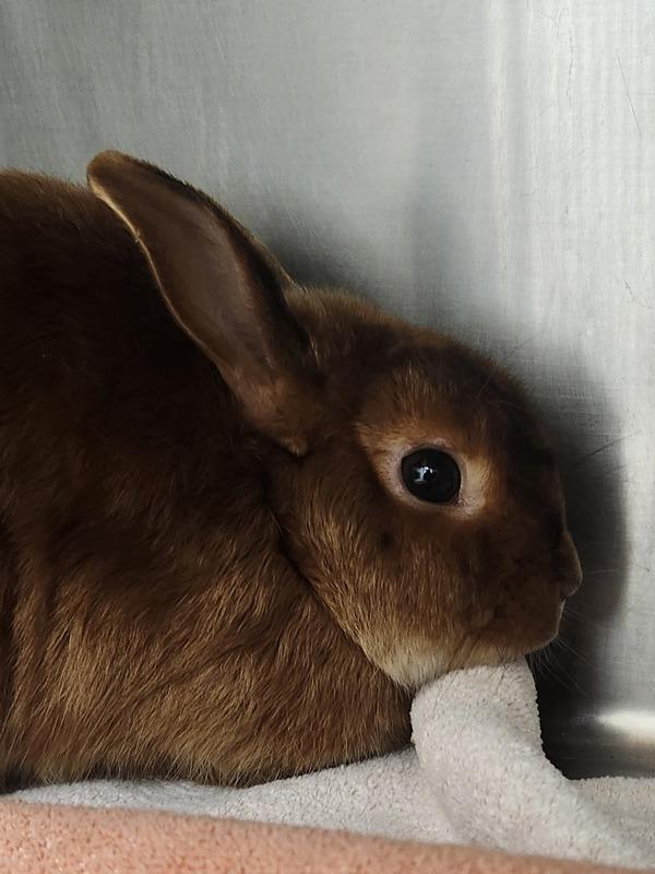 Enlarge Kip, a Adoptable mixed breed in Silverdale, WA image 2/6