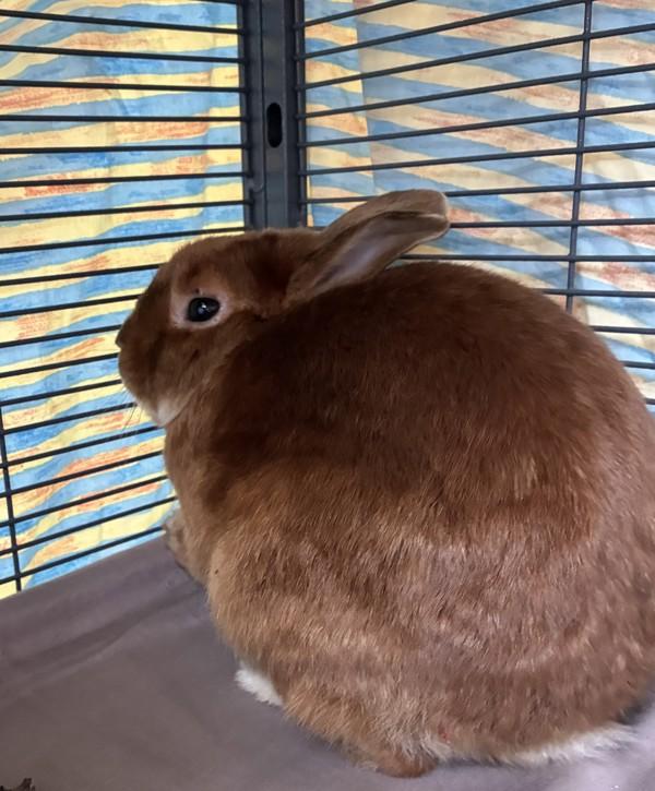 Enlarge Kip, a Adoptable mixed breed in Silverdale, WA image 5/6