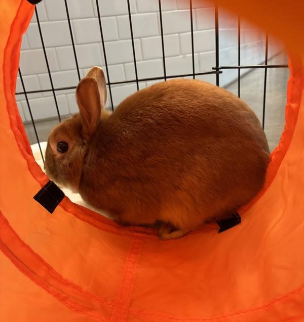 Enlarge Kip, a Adoptable mixed breed in Silverdale, WA image 6/6