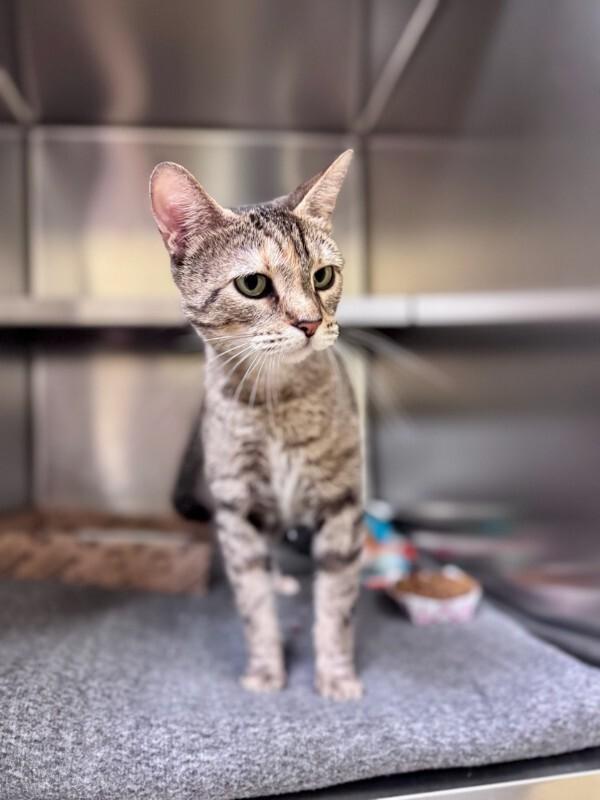 Dottie, Adoptable, Adult Female Domestic Short Hair.