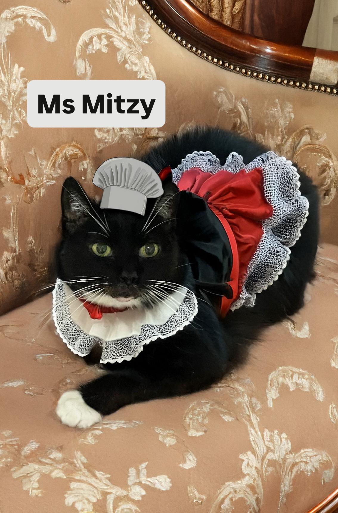 Ms Mitzy at Martinez Pet Food Express   Dec 27th, Adoptable, Adult Female Domestic Short Hair.