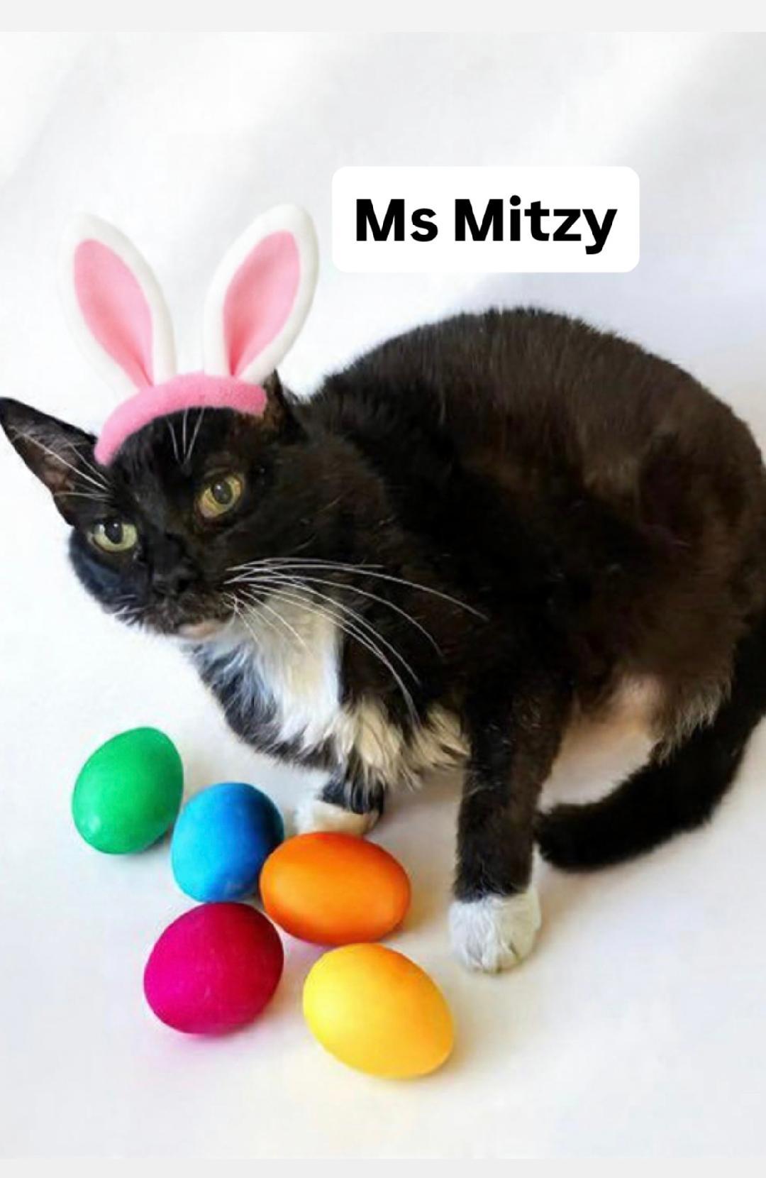 Ms Mitzy at Martinez Pet Food Express   April 4th, Adoptable, Adult Female Domestic Short Hair.