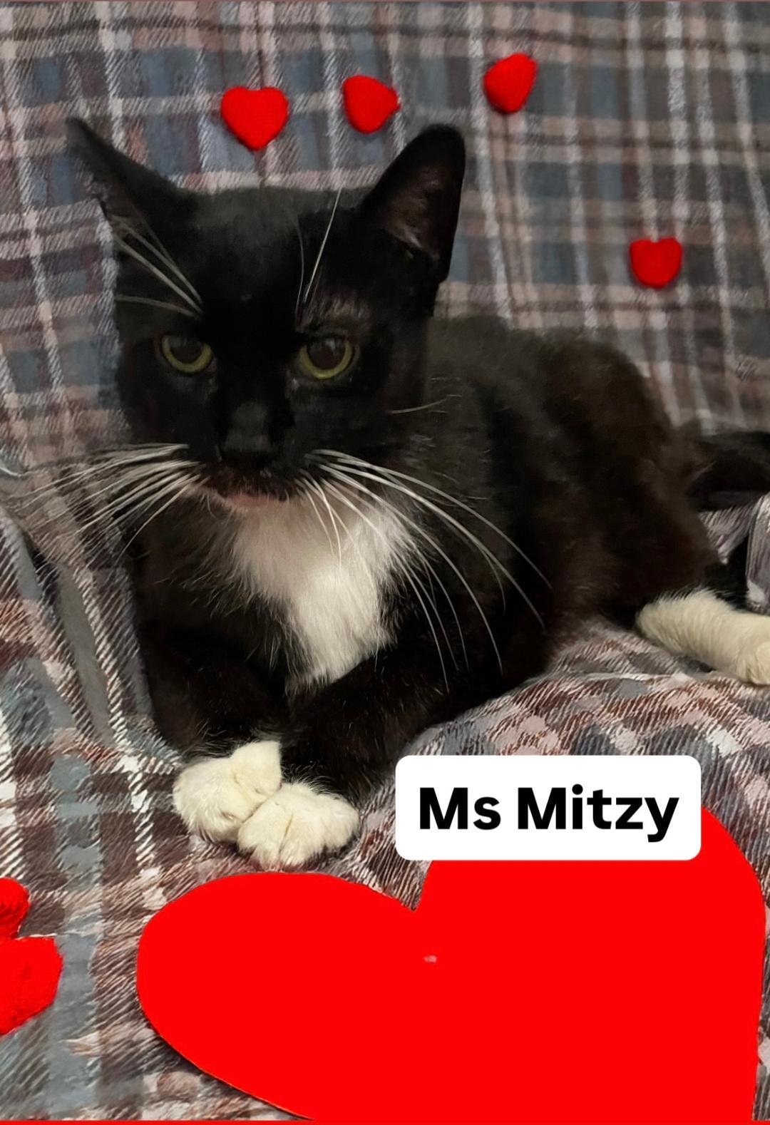 Enlarge Ms Mitzy at Martinez Pet Food Express   Jan 10th, a Adoptable Domestic Short Hair in Walnut Creek, CA image 2/3