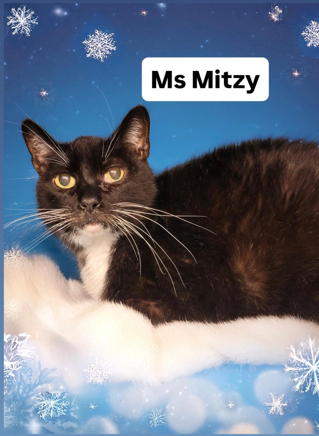 Ms Mitzy at Martinez Pet Food Express Dec 27th, a Adoptable Domestic Short Hair in Walnut Creek, CA image 2/3