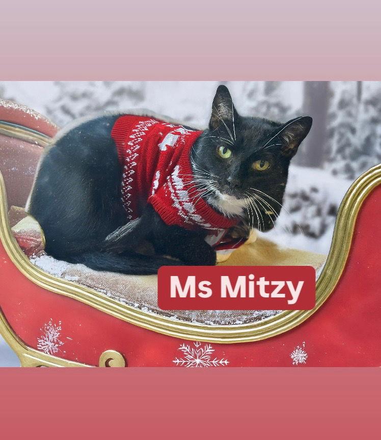 Ms Mitzy at Martinez Pet Food Express Dec 27th, a Adoptable Domestic Short Hair in Walnut Creek, CA image 3/3