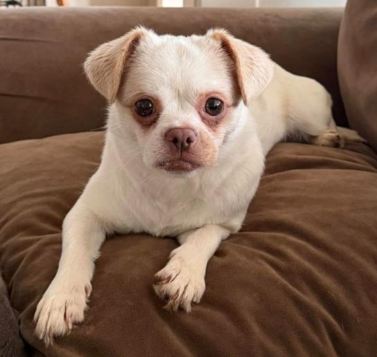 Enlarge Lady (1 Year Old), an adopted mixed breed in Albany, NY image 1/1
