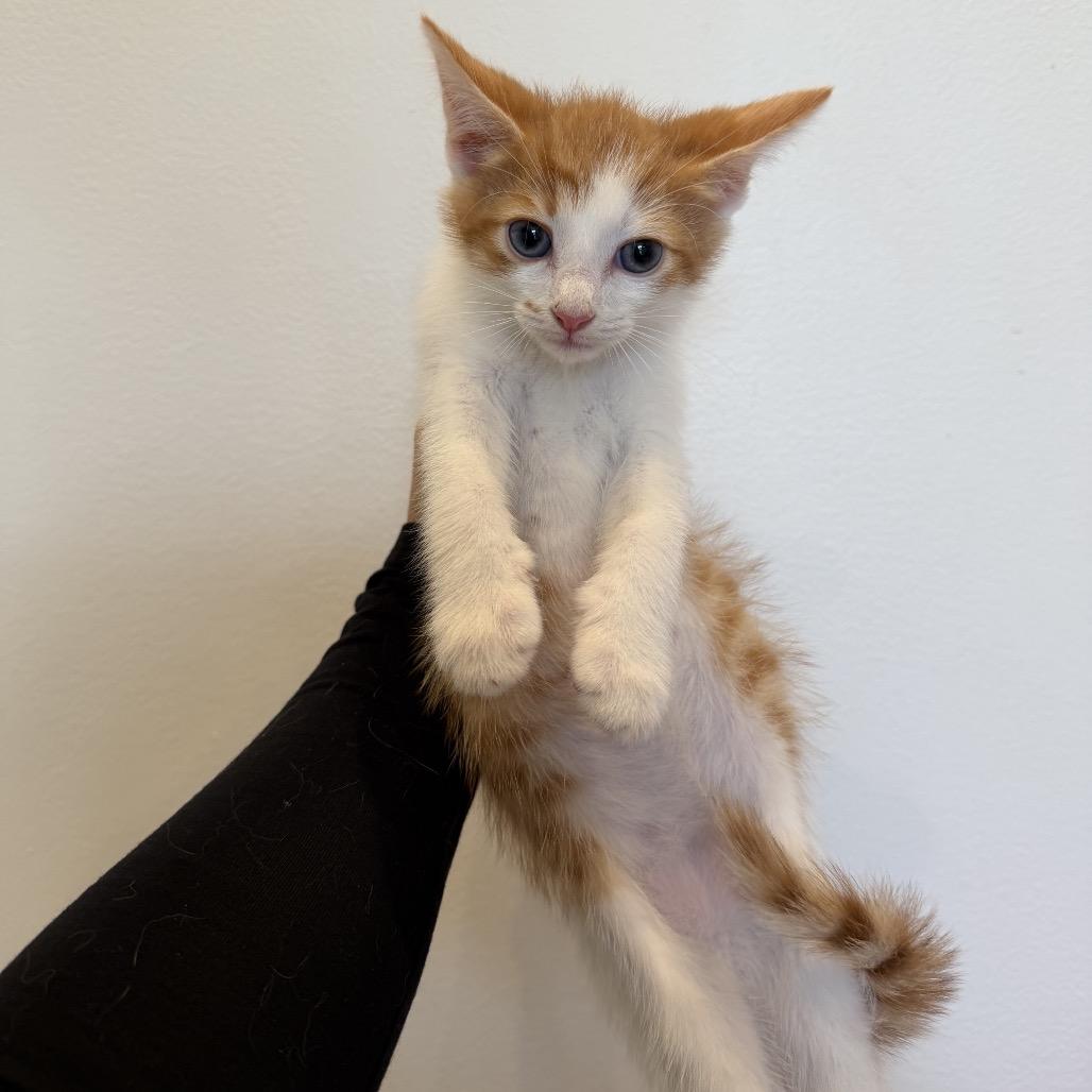 Enlarge Reverend Green, a Adoptable Domestic Short Hair in Chattanooga, TN image 2/3