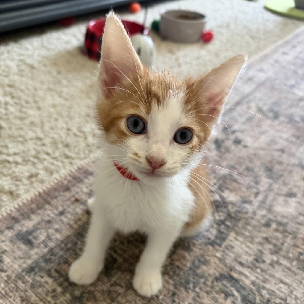 Enlarge Reverend Green, a Adoptable Domestic Short Hair in Chattanooga, TN image 1/3