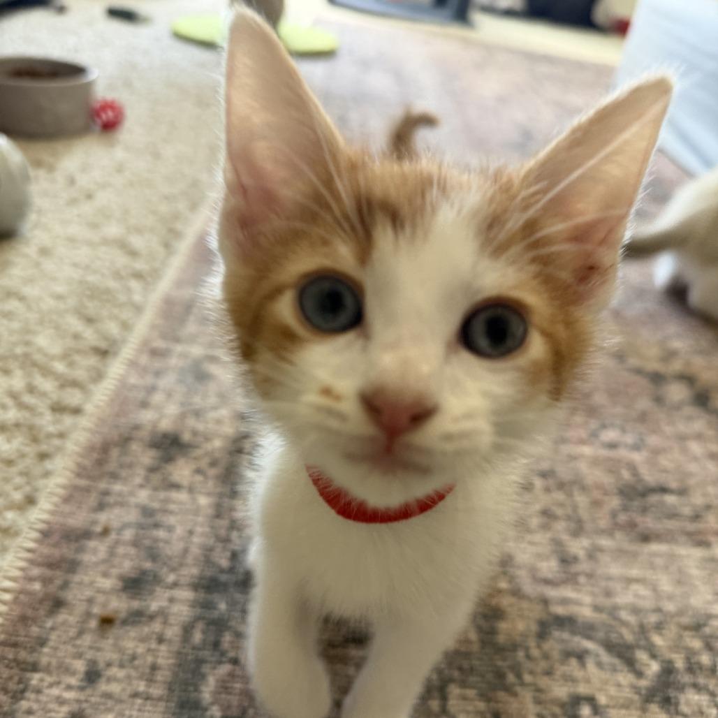 Enlarge Reverend Green, a Adoptable Domestic Short Hair in Chattanooga, TN image 3/3