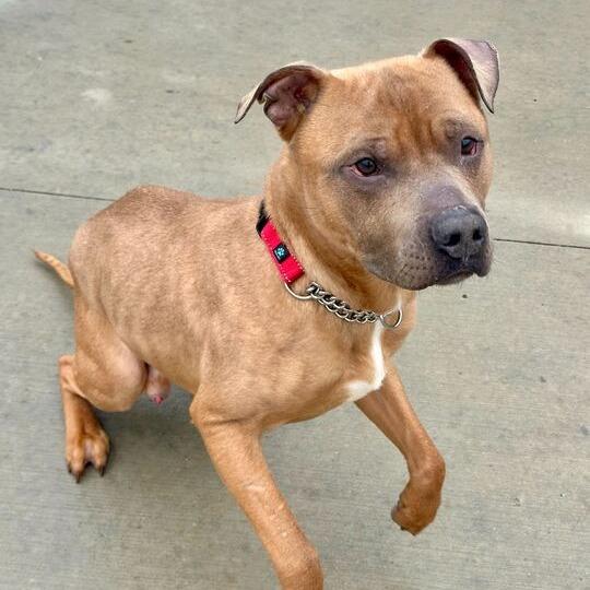Red Rover, Adoptable, Adult Male Pit Bull Terrier & Mixed Breed.