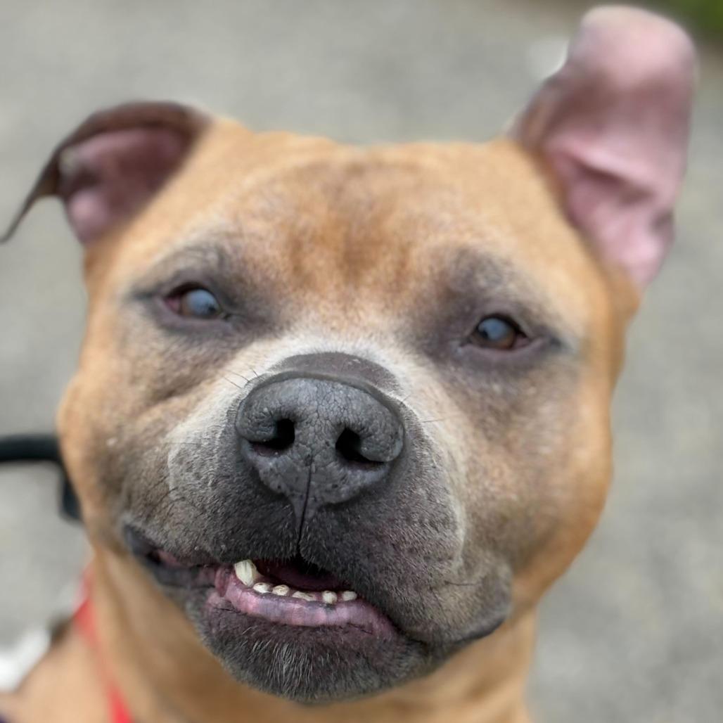 Enlarge Red Rover, a Adoptable mixed breed in Matteson, IL image 2/5