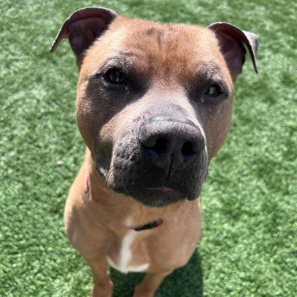 Enlarge Red Rover, a Adoptable mixed breed in Matteson, IL image 3/5