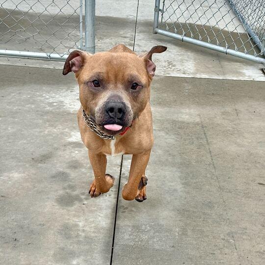 Enlarge Red Rover, a Adoptable mixed breed in Matteson, IL image 4/5