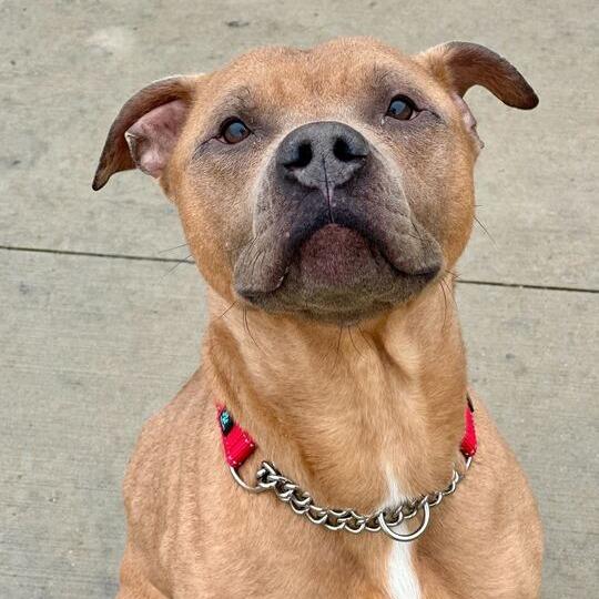Enlarge Red Rover, a Adoptable mixed breed in Matteson, IL image 5/5