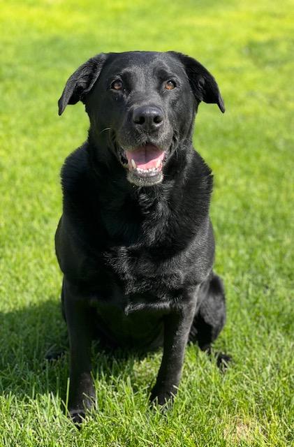 Aurora - 61347577, ADOPTABLE, Adult Female Labrador Retriever.
