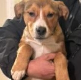 Cosmia, ADOPTABLE, Young Female German Shepherd Dog & Labrador Retriever.