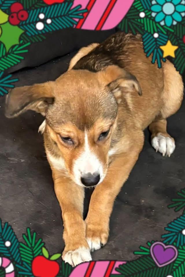 Enlarge Cosmia, a ADOPTABLE mixed breed in GLEN MILLS, PA image 2/5