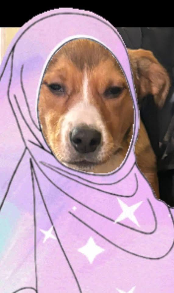 Enlarge Cosmia, a ADOPTABLE mixed breed in GLEN MILLS, PA image 3/5