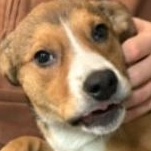 Enlarge Cosmia, a ADOPTABLE mixed breed in GLEN MILLS, PA image 5/5