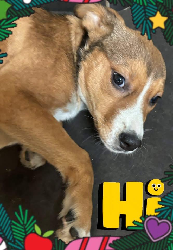 Enlarge Cosmia, a ADOPTABLE mixed breed in GLEN MILLS, PA image 4/5