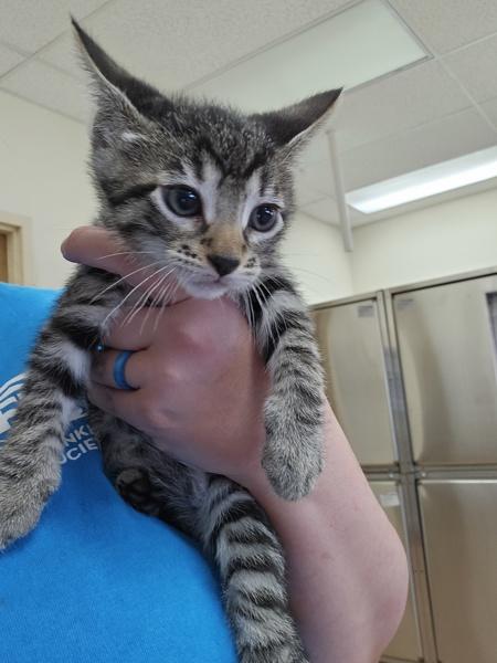 Soto, Adoptable, Kitten Male Domestic Short Hair.