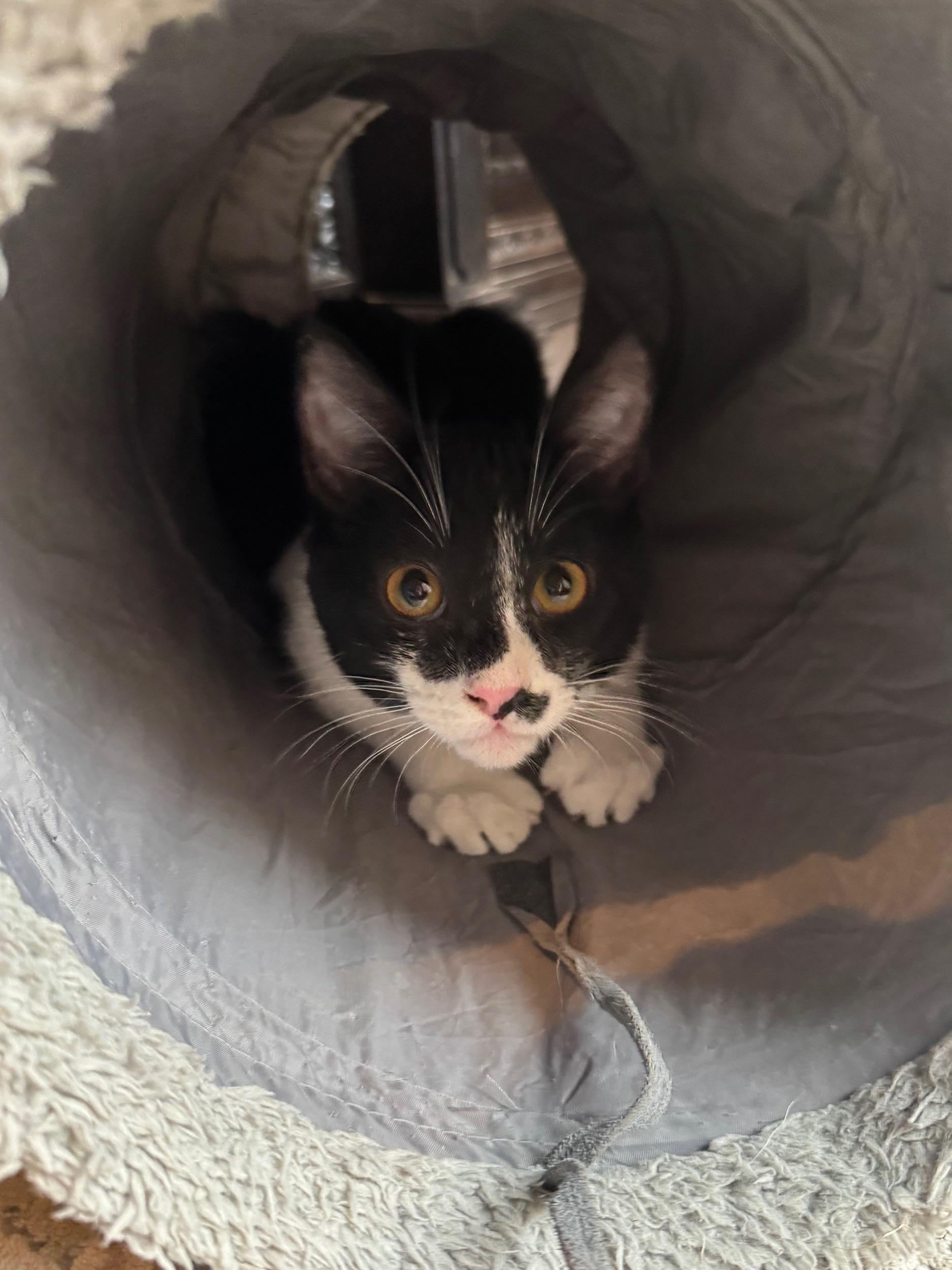 Enlarge Ascot, an adopted mixed breed in Albuquerque, NM image 5/6