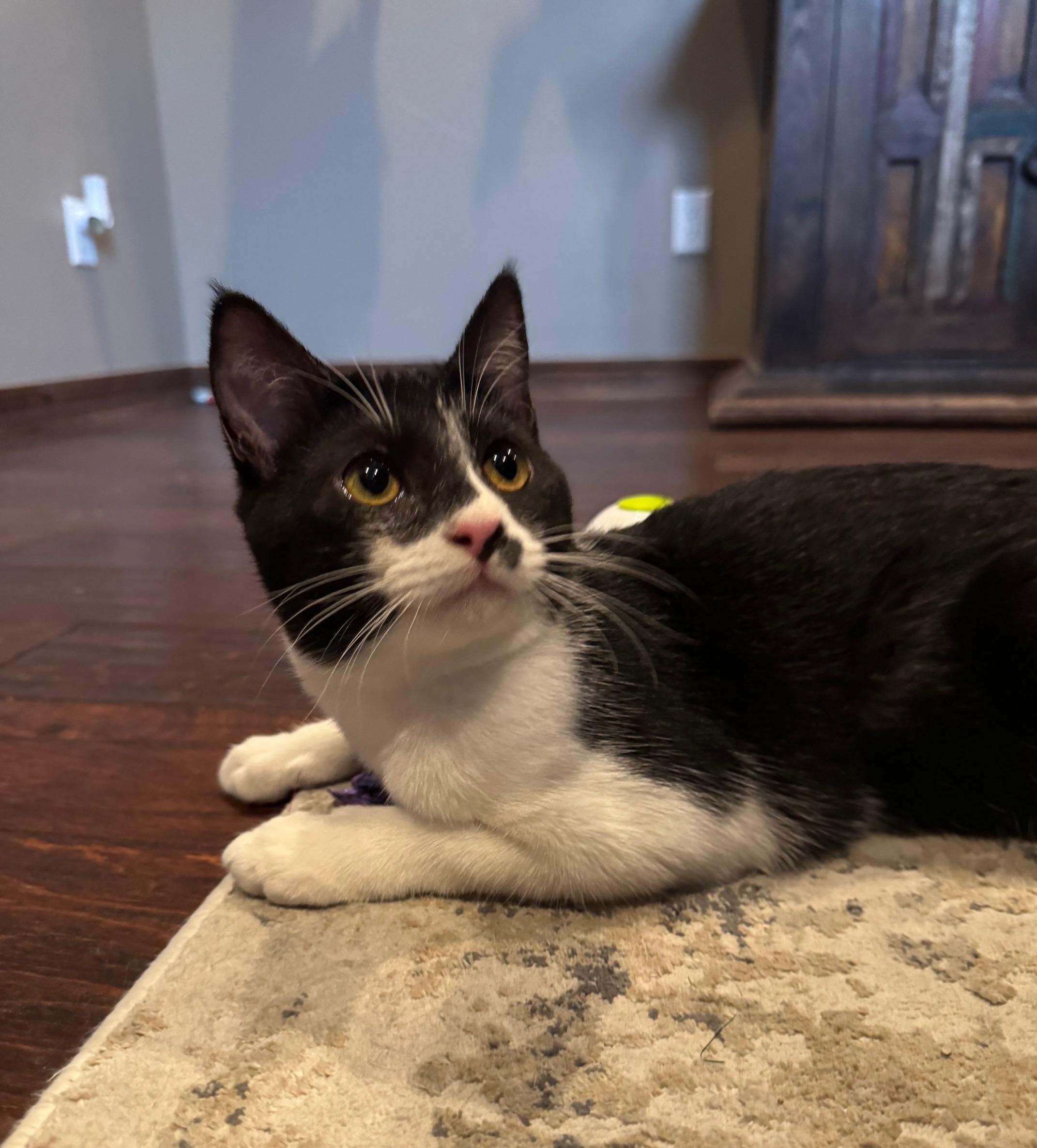 Enlarge Ascot, an adopted mixed breed in Albuquerque, NM image 1/6