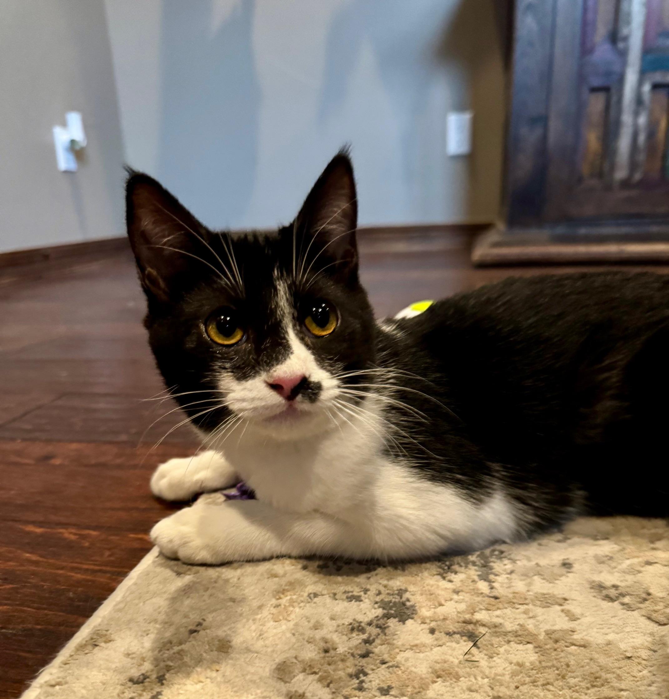 Enlarge Ascot, an adopted mixed breed in Albuquerque, NM image 4/6