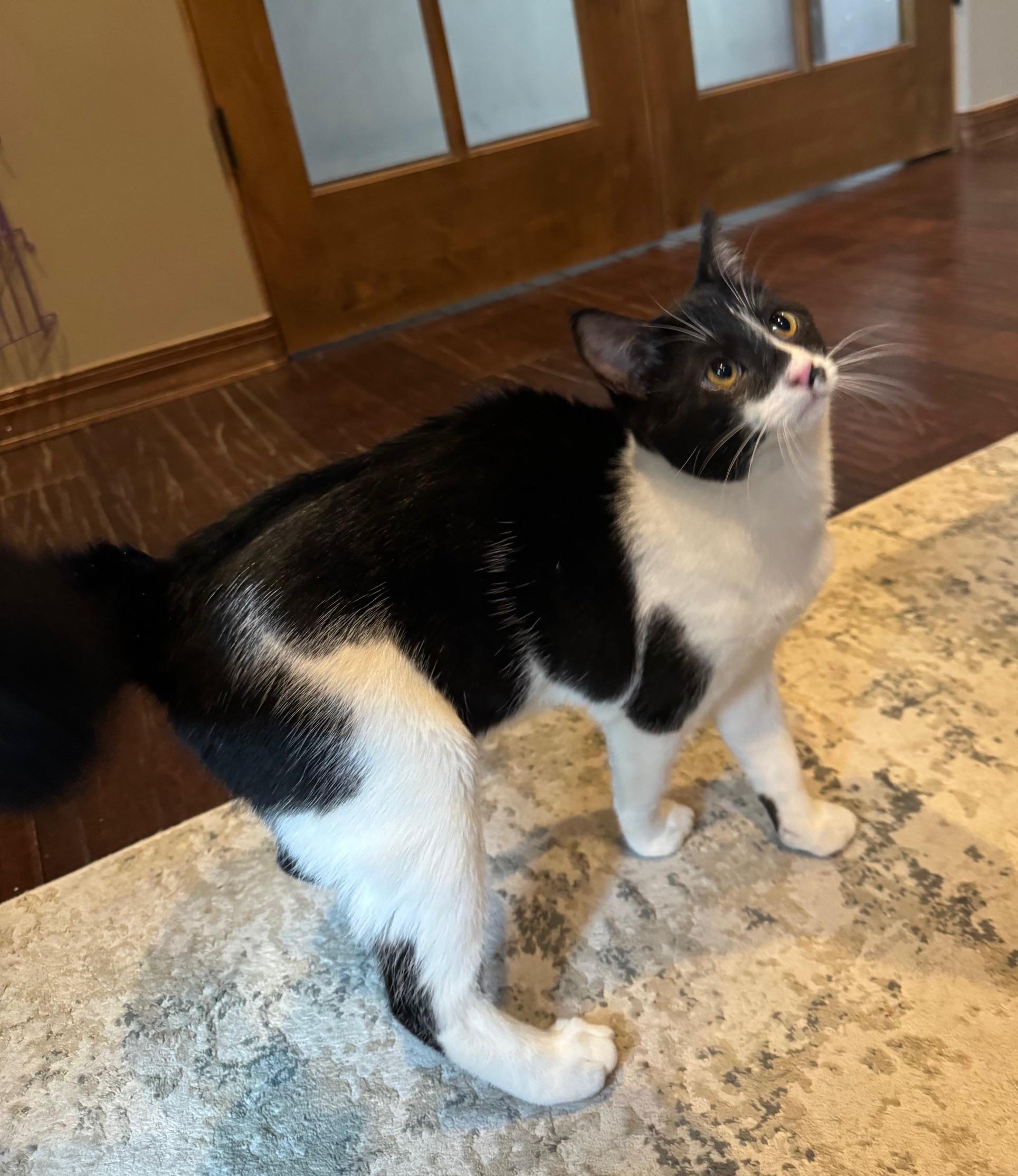 Enlarge Ascot, an adopted mixed breed in Albuquerque, NM image 2/6