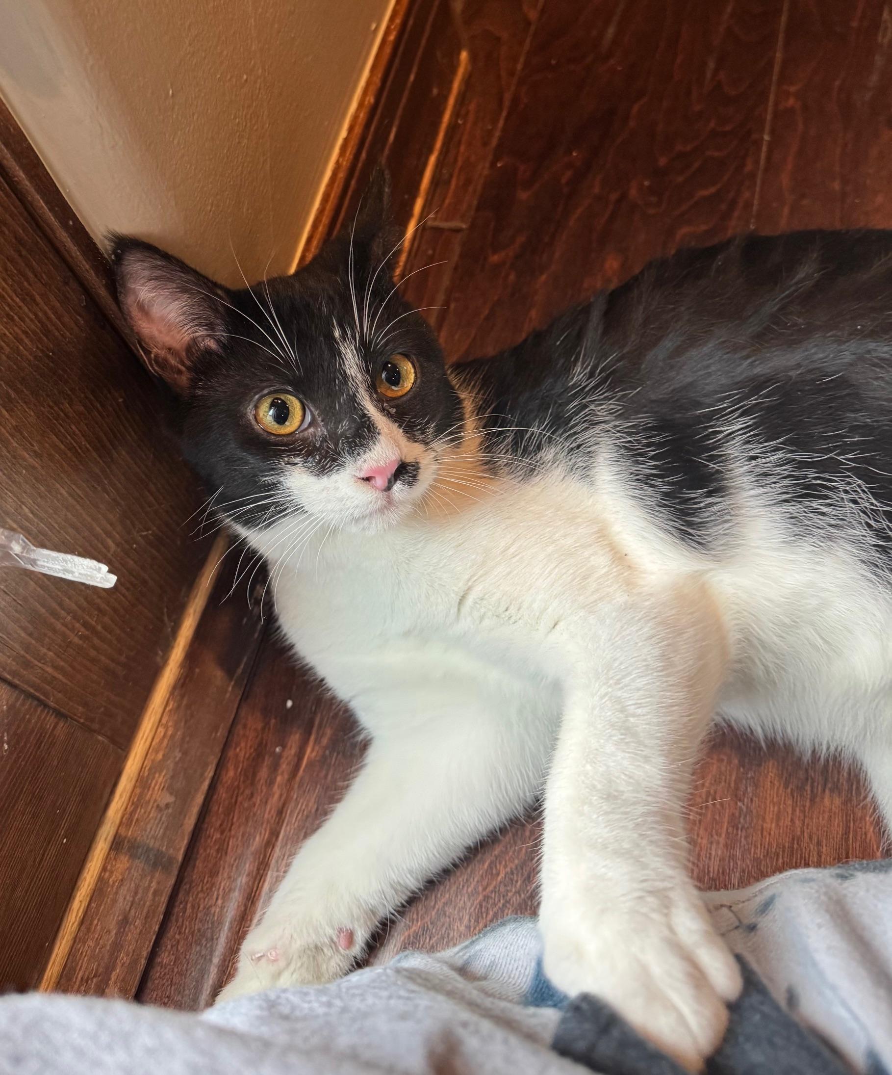 Enlarge Ascot, an adopted mixed breed in Albuquerque, NM image 3/6