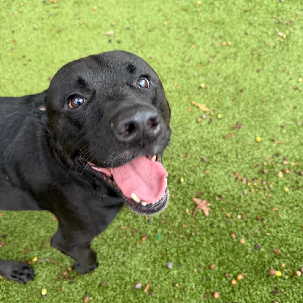 Ozzy, Adoptable, Adult Male Black Labrador Retriever & Rottweiler.