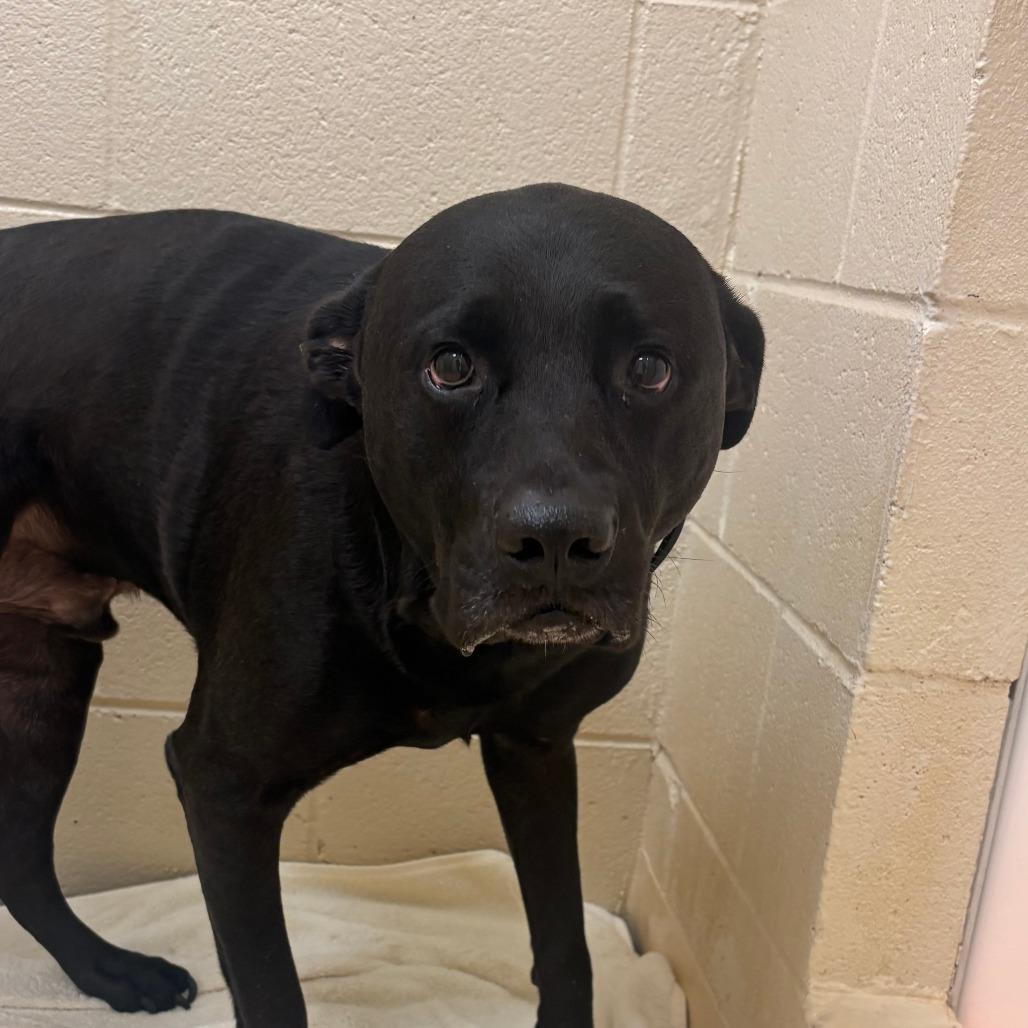 Enlarge Ozzy, a Adoptable mixed breed in Winston-Salem, NC image 2/2
