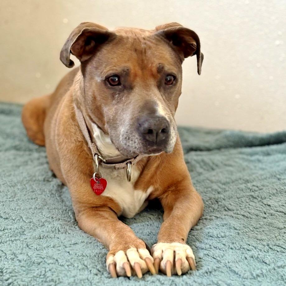 Lily, Adoptable, Senior Female Mixed Breed.