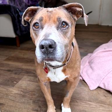 Enlarge Lily, a Adoptable mixed breed in Medford, OR image 3/4