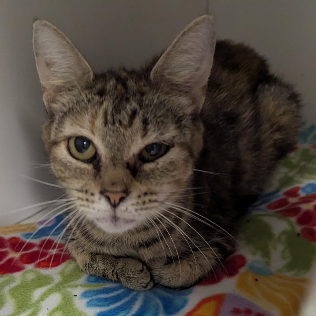 Waffles, Adoptable, Adult Female Domestic Short Hair.