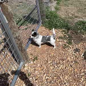 PENNY JANE (Super Cute, Sweet, Loves Belly Rubs, and Loves Being With People)