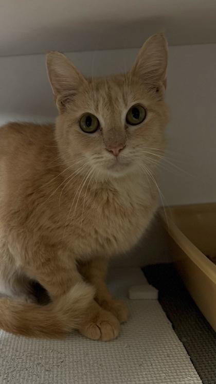 Enlarge 26-544 Nugget, a Adoptable mixed breed in Barnesville, GA image 1/1