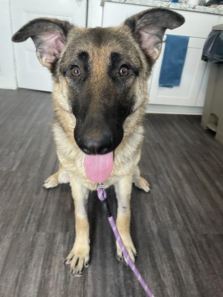 Dolly, Adoptable, Young Female German Shepherd Dog.