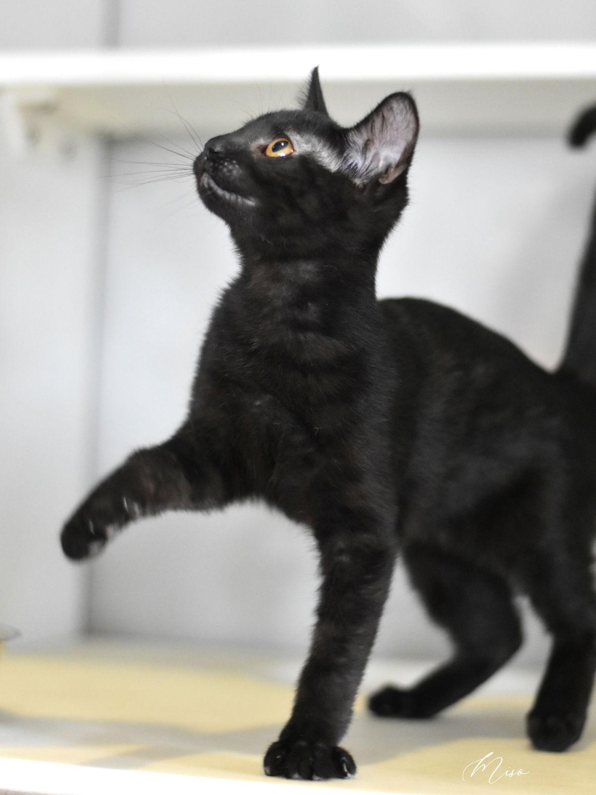 Miso, Adoptable, Kitten Female Domestic Short Hair.