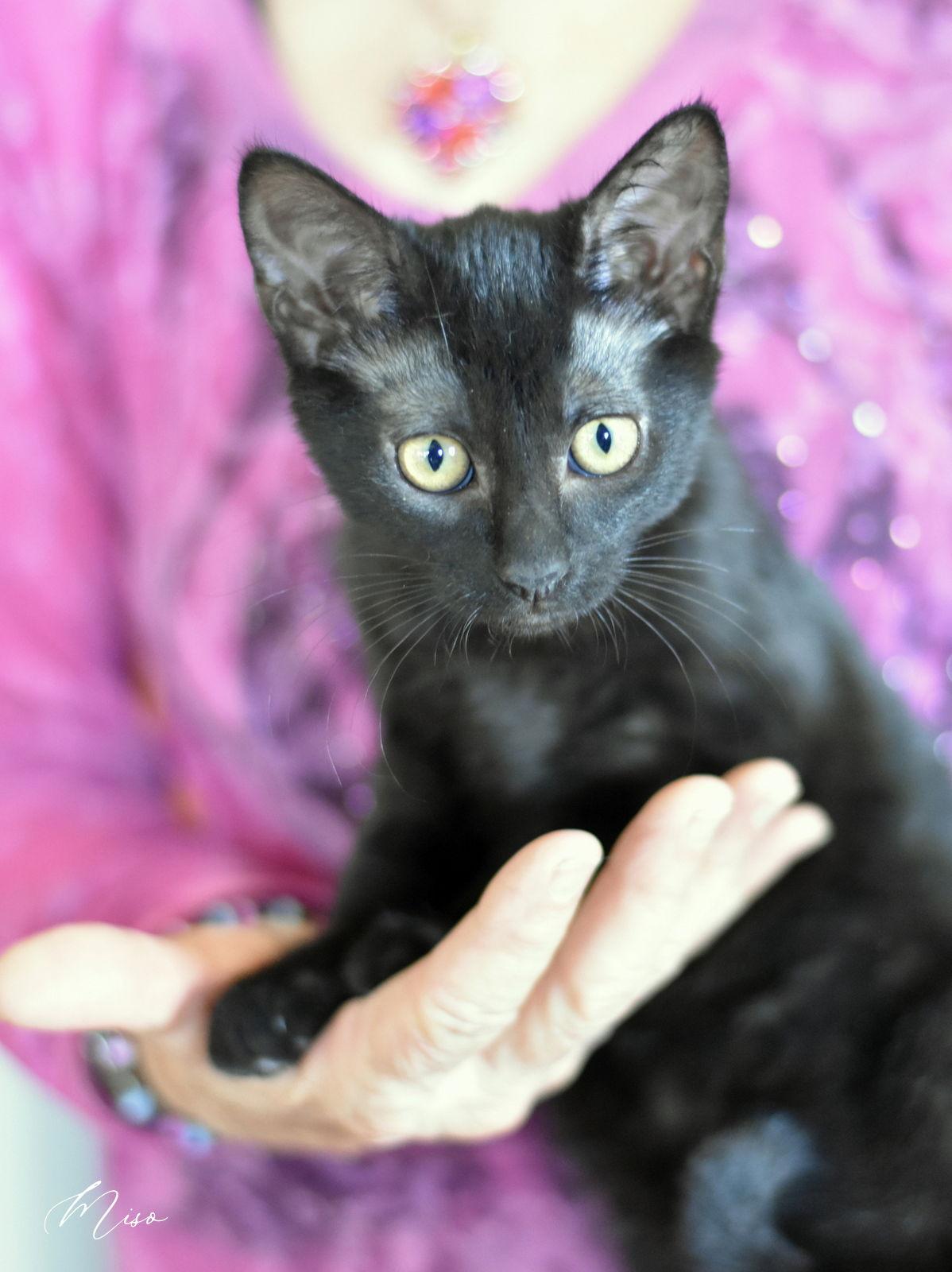 Enlarge Miso, a Adoptable Domestic Short Hair in Montgomery, TX image 2/3