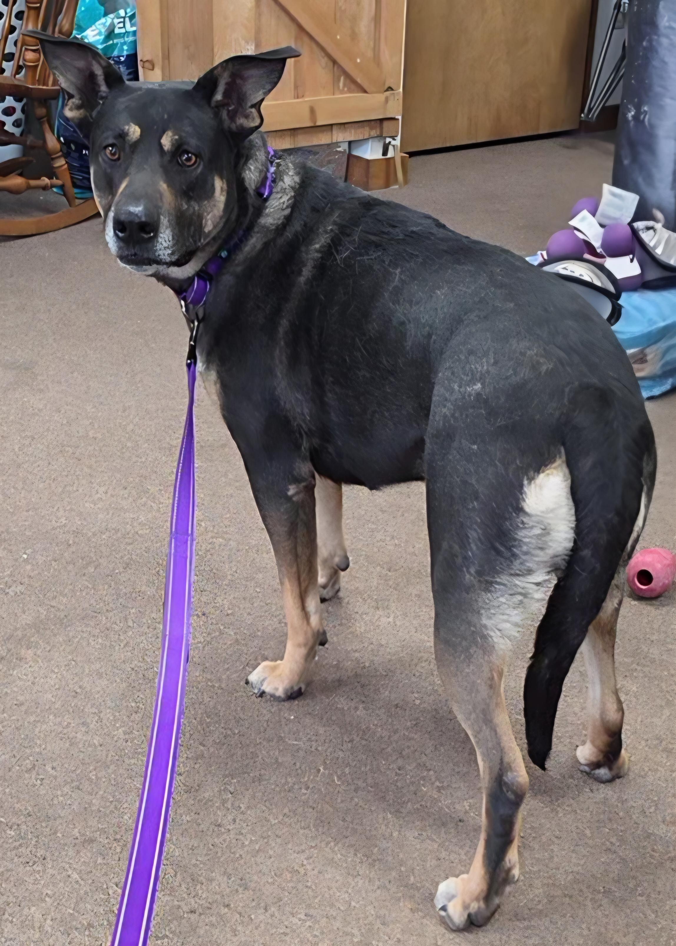 Enlarge Cupcake, a Adoptable mixed breed in LaGrange, IN image 4/6