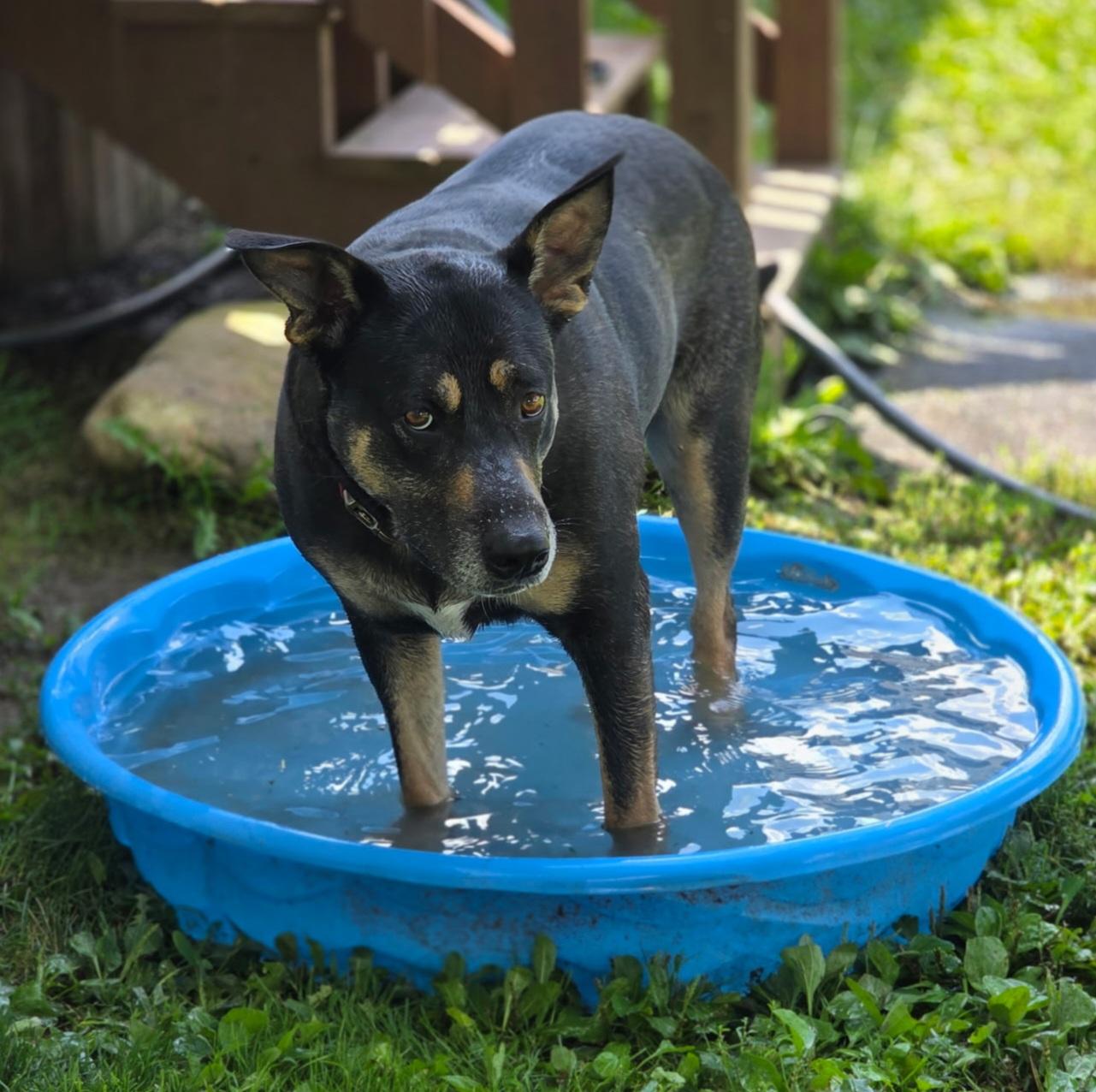 Enlarge Cupcake, a Adoptable mixed breed in LaGrange, IN image 3/6