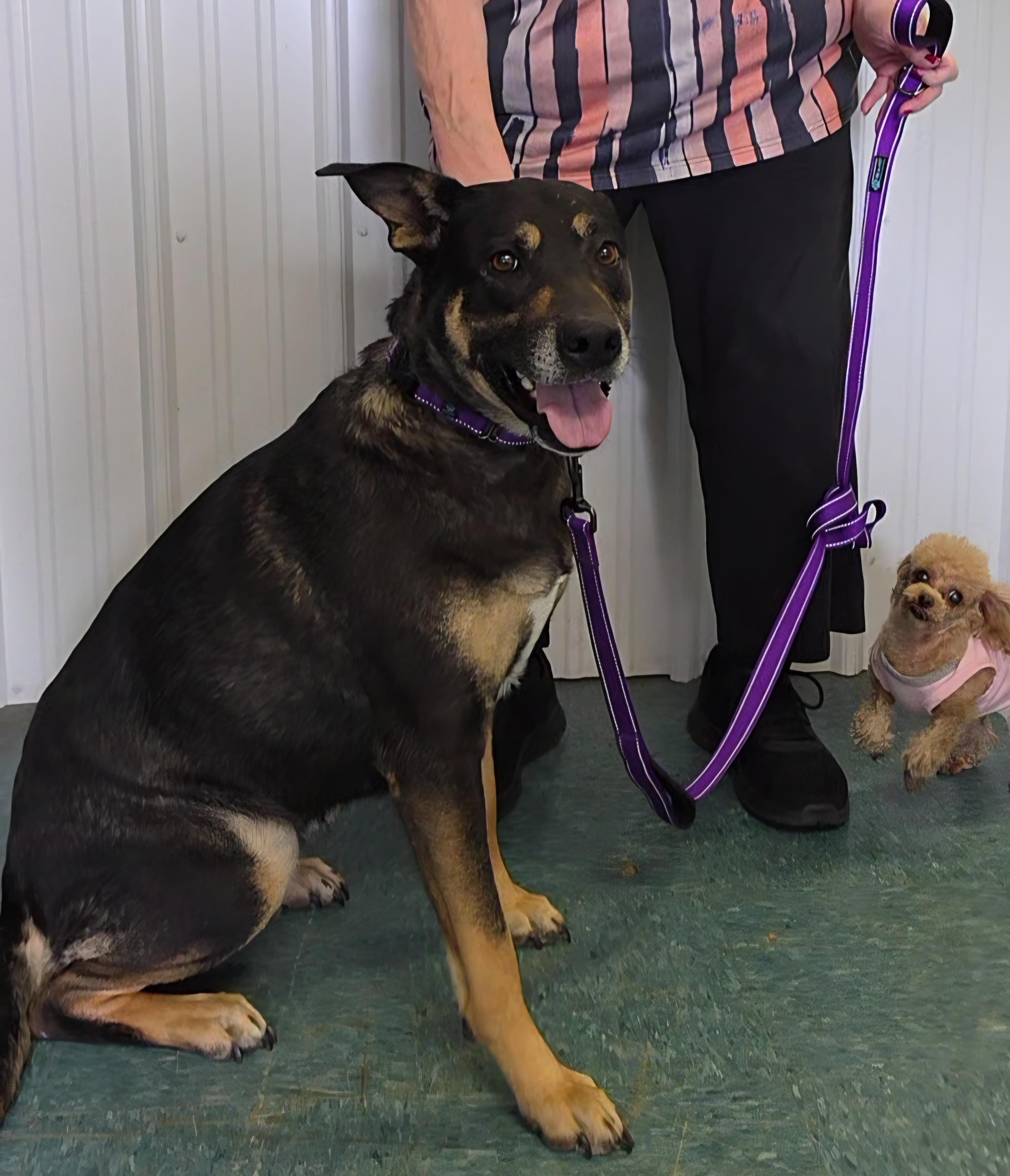 Enlarge Cupcake, a Adoptable mixed breed in LaGrange, IN image 2/6